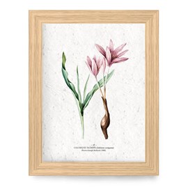 Affiche à planter a4 - colchique