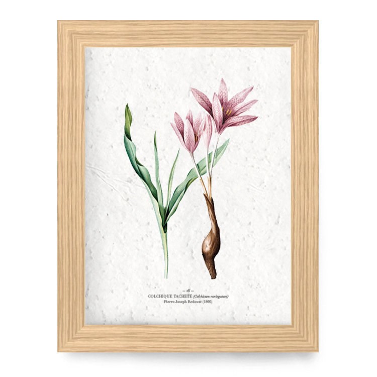 Papierfleur - Affiche à planter a4 - colchique