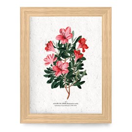 Affiche à planter a4 - azalée