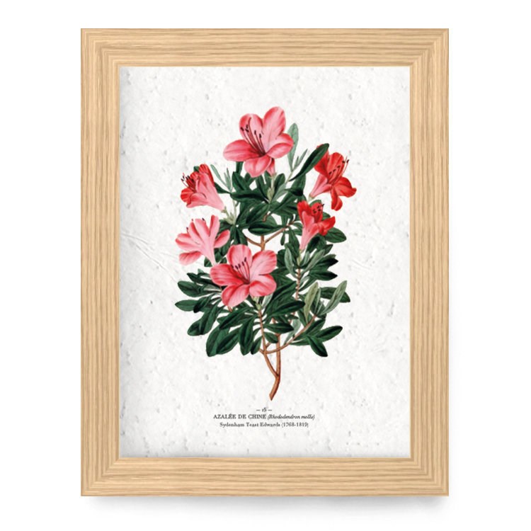 Papierfleur - Affiche à planter a4 - azalée