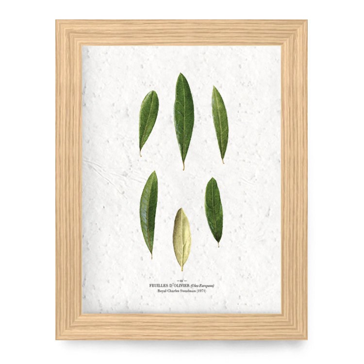 Papierfleur - Affiche à planter a4 - olivier