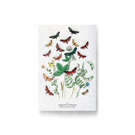 Carte à planter - papillons et chenilles