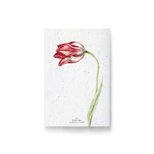 Carte à planter - tulipe