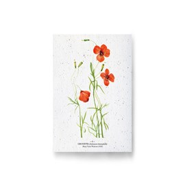 Carte à planter - girouette