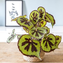 Plante d'intérieur : bégonia + cache-pot