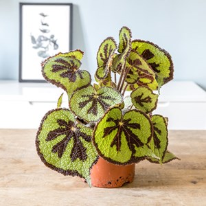 Plante d'intérieur : bégonia + cache-pot