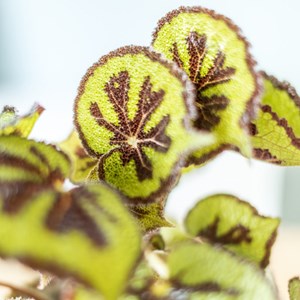 Plante d'intérieur : bégonia + cache-pot