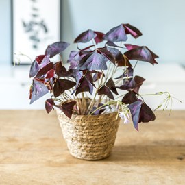 Plante d'intérieur : oxalis + cache-pot