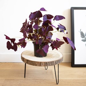 Plante d'intérieur : oxalis + cache-pot