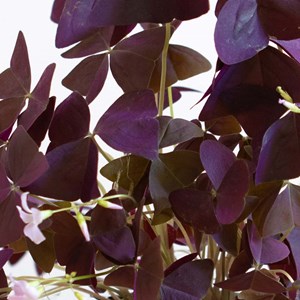 Plante d'intérieur : oxalis + cache-pot