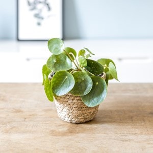 Plante d'intérieur: pilea + cache-pot