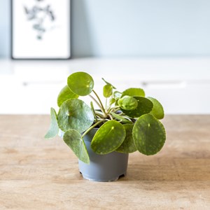 Plante d'intérieur: pilea + cache-pot