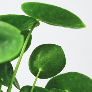 Plante d'intérieur: pilea + cache-pot