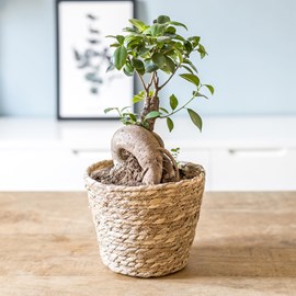Plante d'intérieur : ficus + cache-pot