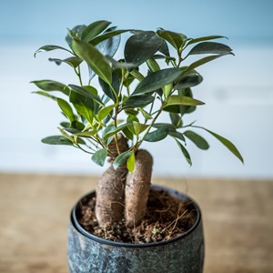 Plante d'intérieur : ficus + cache-pot