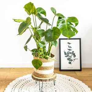 Plante d'intérieur: monstera + cache-pot