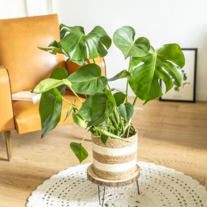 Plante d'intérieur: monstera + cache-pot