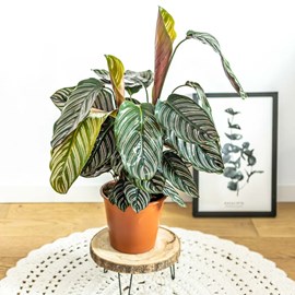 Plante d'intérieur : le calathéa ornata