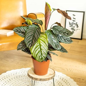 Plante d'intérieur : le calathéa ornata