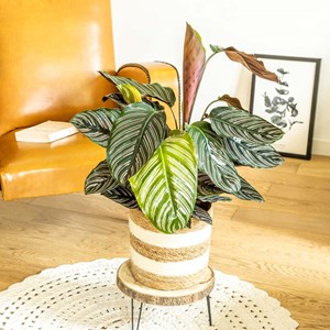 Plante d'intérieur : le calathéa ornata