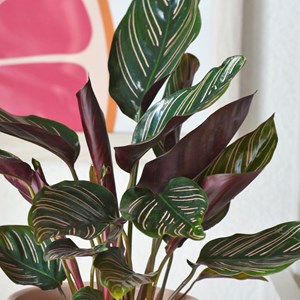 Plante d'intérieur : le calathéa ornata