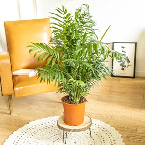 Palmier d'intérieur : chamaedorea d19