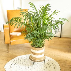 Palmier d'intérieur : chamaedorea d19
