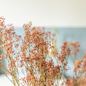 Bouquet de fleurs séchées : gypsophile