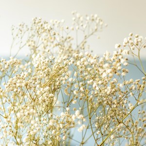 Bouquet de fleurs séchées : gypsophile