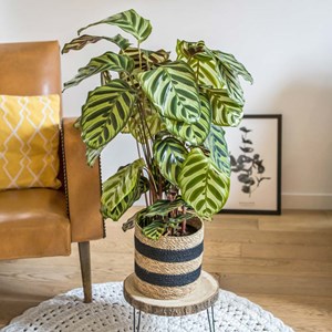 Plante dépolluante : calathéa makoyana