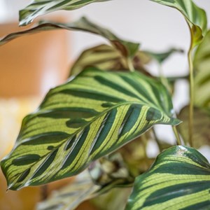 Plante dépolluante : calathéa makoyana