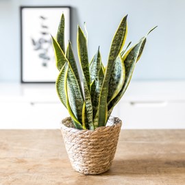 Plante d'intérieur : sansevieria + pot