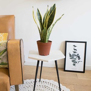 Plante d'intérieur : sansevieria + pot