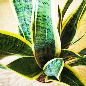 Plante d'intérieur : sansevieria + pot