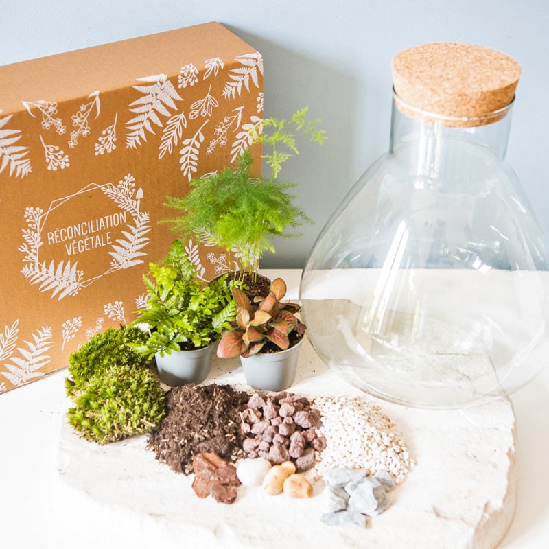 réconciliation végétale - Kit diy terrarium 3 plantes aspargus