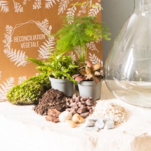 Kit diy terrarium 3 plantes aspargus