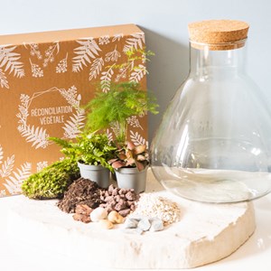 Kit diy terrarium 3 plantes aspargus