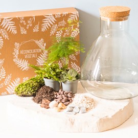 Kit diy terrarium 3 plantes aspargus