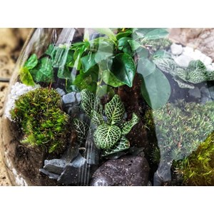 Kit diy terrarium 3 plantes aspargus