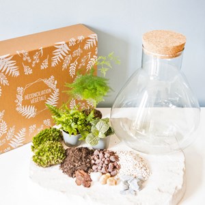 Kit diy terrarium 3 plantes aspargus