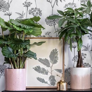 Affiche ficus el tineke
