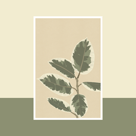 Carte ficus el tineke