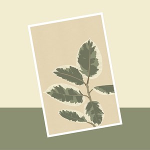 Carte ficus el tineke