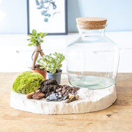 Kit diy pour terrarium 2 plantes