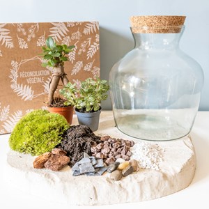Kit diy pour terrarium 2 plantes