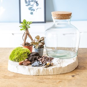 Kit diy pour terrarium 2 plantes