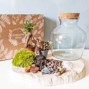 Kit diy pour terrarium 2 plantes