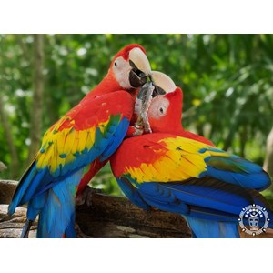 Hamac macao xl multicolor