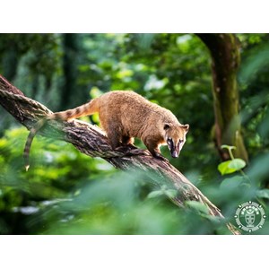 Hamac coati xl marron
