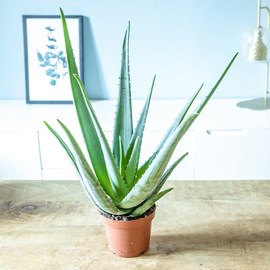 Aloe vera, plante d'intérieur d14